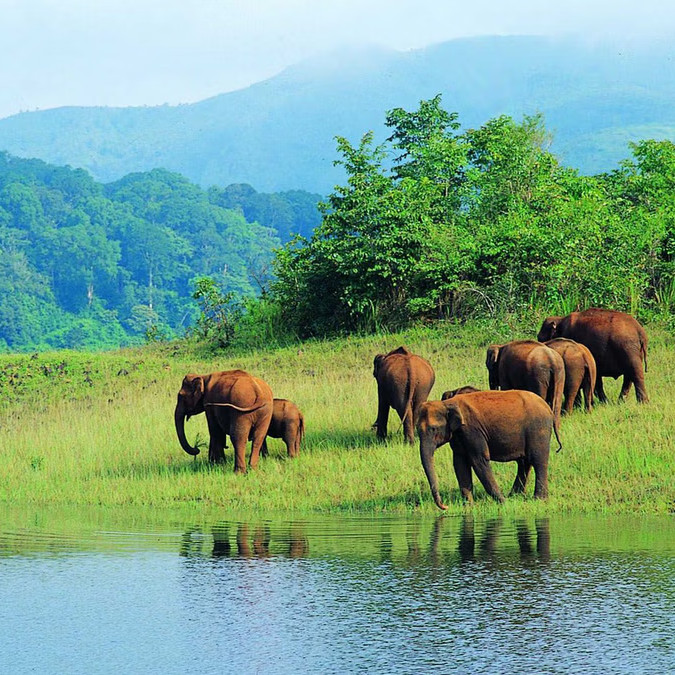 Elephants near lake – wild tourist adventure
