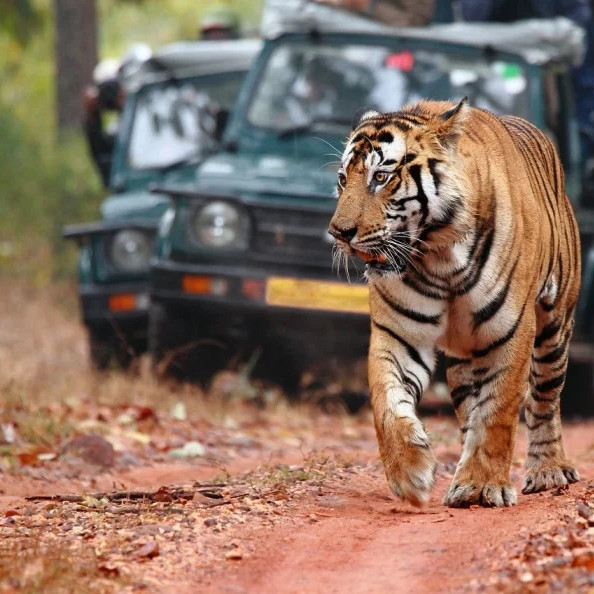 Tiger on safari – exciting wildlife tour